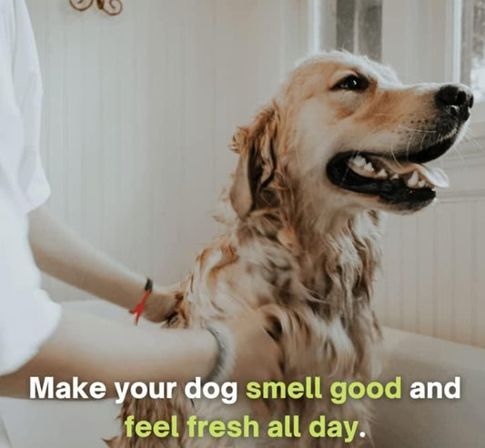 Anti-Itch Dog Shampoo|Ditch to Itch 300ml Pack of 1 www.trikaro.com