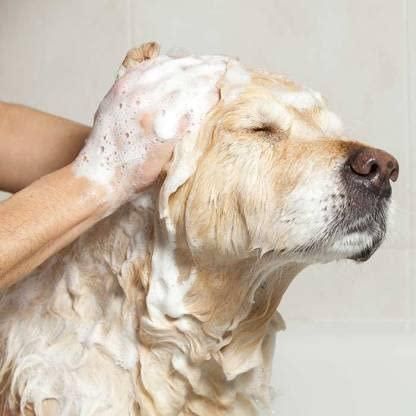 Anti-Itch Dog Shampoo|Ditch to Itch 300ml Pack of 2 www.trikaro.com