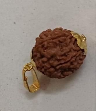 7 Mukhi Nepali Rudraksha www.trikaro.com