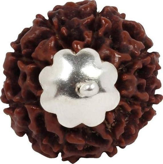 7 Mukhi Rudraksha Silver Capped Pendant www.trikaro.com