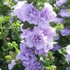 Imported Hollyhock Seeds www.trikaro.com