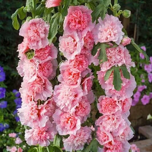Imported Hollyhock Seeds www.trikaro.com