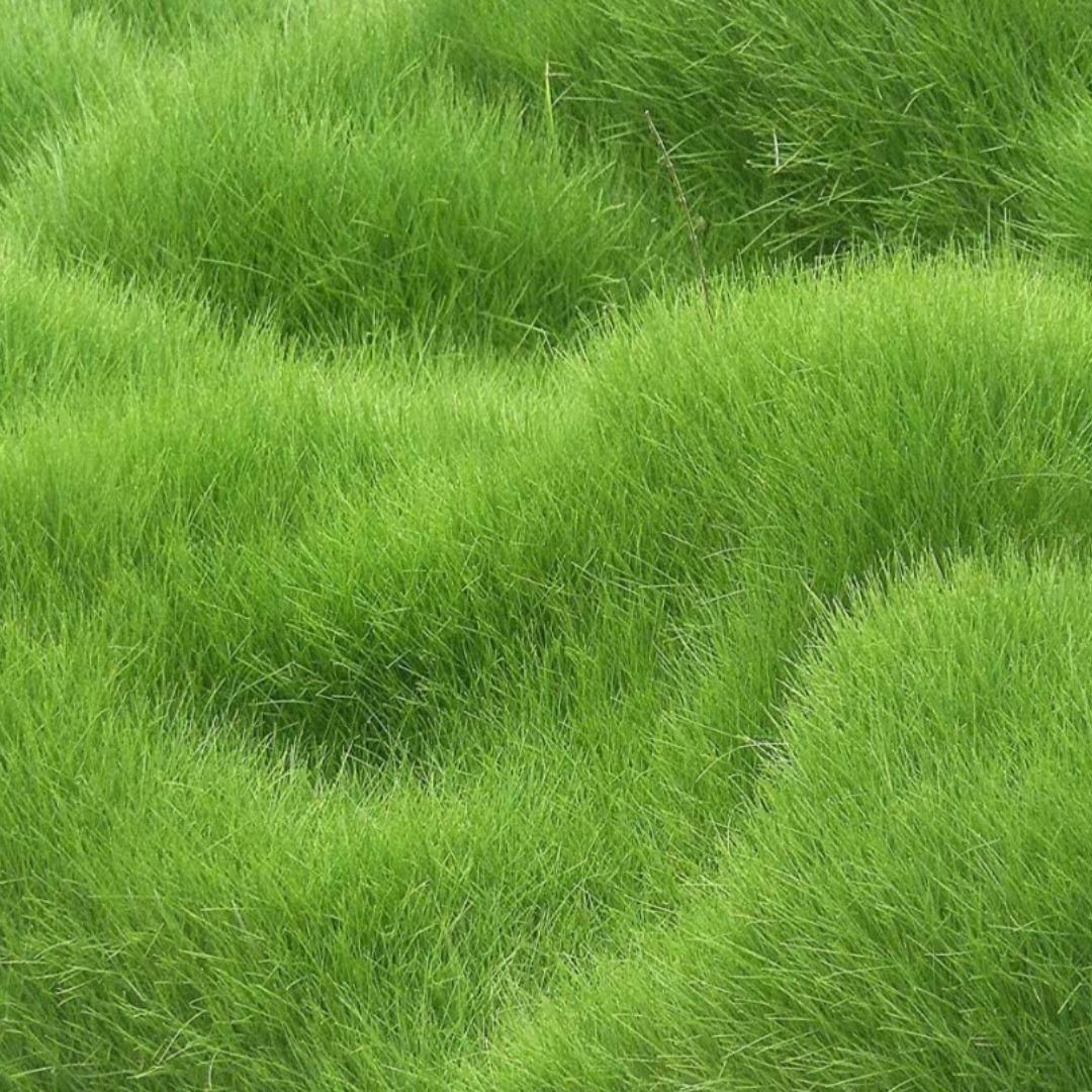 Grass Seeds Hybrid Best For Your Beautiful Home Gardening Pack of 1 (100 seeds) www.trikaro.com