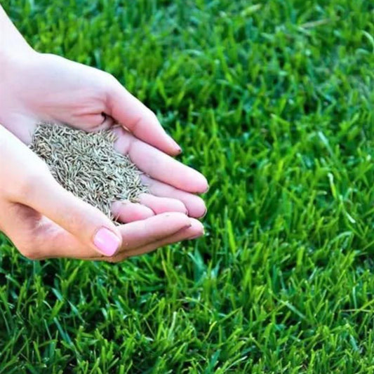 Grass Seeds Hybrid Best For Your Beautiful Home Gardening Pack of 1 (100 seeds) www.trikaro.com