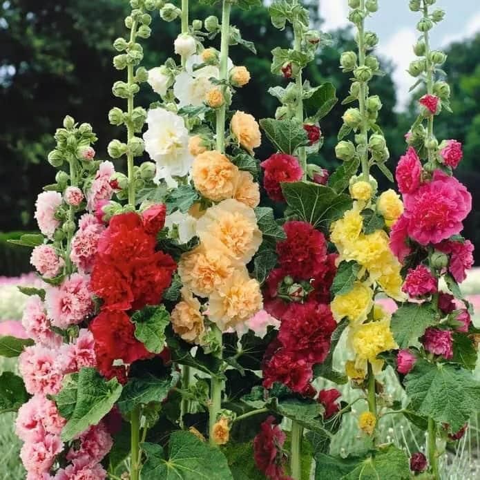 Imported Hollyhock Seeds www.trikaro.com