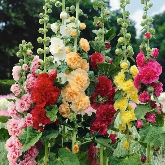 Imported Hollyhock Seeds www.trikaro.com