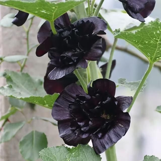 Imported Hollyhock Seeds www.trikaro.com