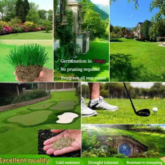 Grass Seeds Hybrid Best For Your Beautiful Home Gardening Pack of 1 (100 seeds) www.trikaro.com