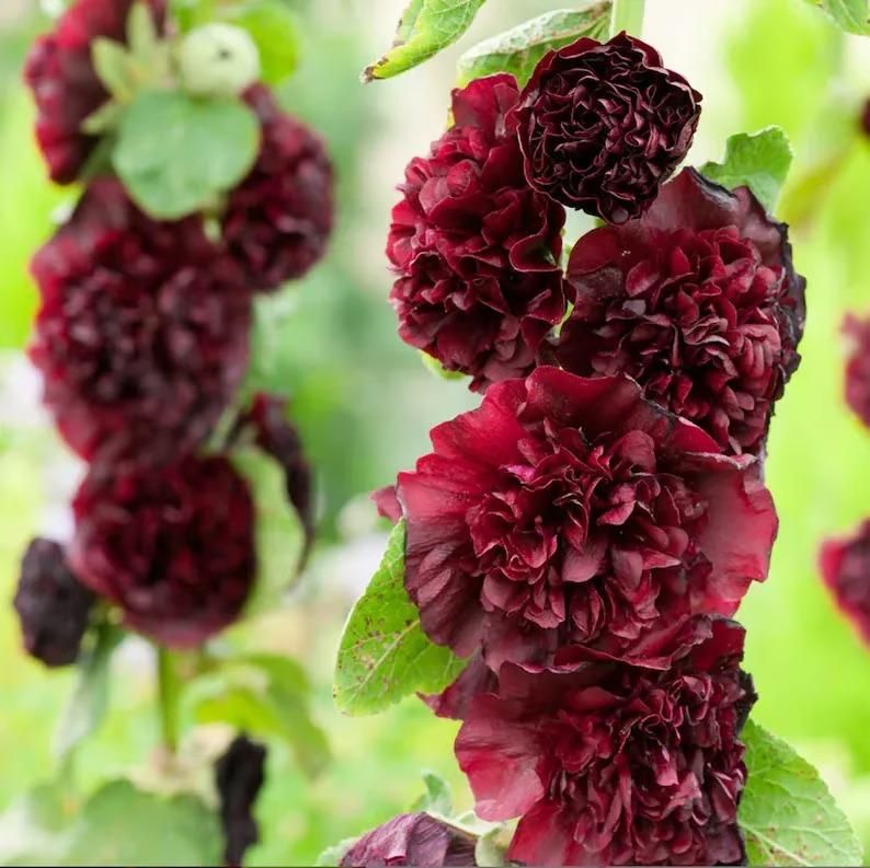 Imported Hollyhock Seeds www.trikaro.com