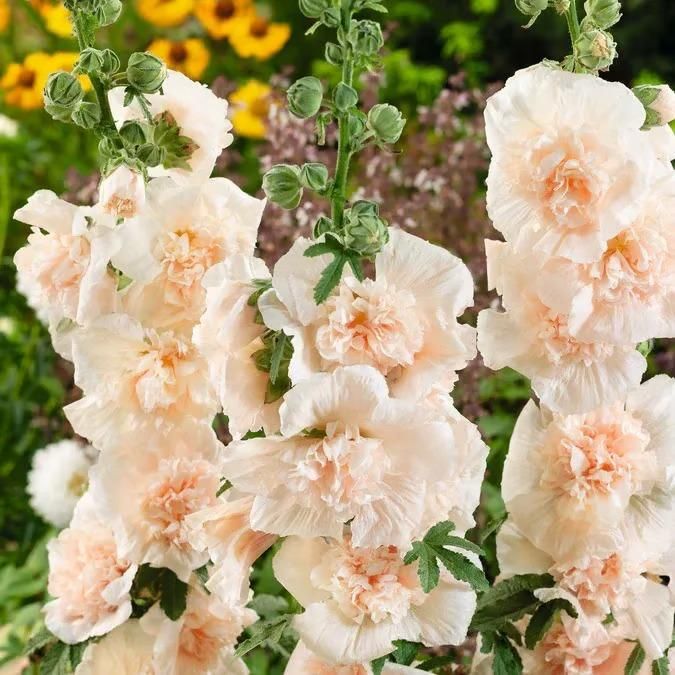 Imported Hollyhock Seeds www.trikaro.com