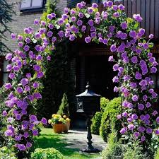 Elegant Climbing Rose Flower Seeds by Trikaro.com