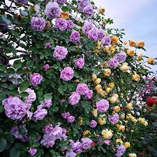 Elegant Climbing Rose Flower Seeds by Trikaro.com